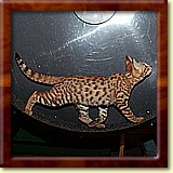 shootwlkwhl052305.jpg