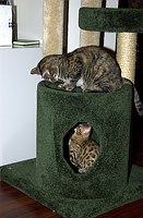Kate and Lancelot play in the new tree.  