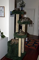 The whole crew settles in with the new tree.  