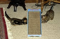 Trim's first week home, 12 weeks old, with Lancelot, 17 weeks old.  