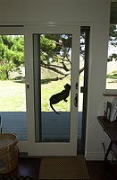 Lancelot climbs the office screen door.  
