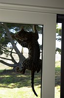Lancelot climbs the office screen door.  