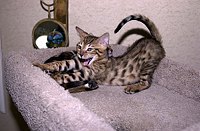 Lancelot, at 9-1/2 weeks, and the gang at SierraGold.  