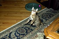 Lancelot, at 9-1/2 weeks, and the gang at SierraGold.  