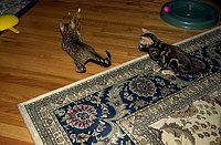 Lancelot, at 9-1/2 weeks, and the gang at SierraGold.  