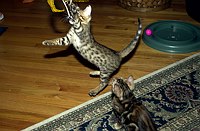 Lance REALLY wants his toy!