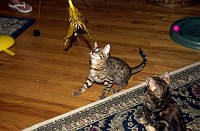 Lancelot, at 9-1/2 weeks, and the gang at SierraGold.  