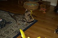 Lancelot, at 9-1/2 weeks, and the gang at SierraGold.  