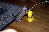 Lancelot, at 9-1/2 weeks, and the gang at SierraGold.  