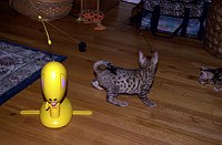 Lancelot, at 9-1/2 weeks, and the gang at SierraGold.  