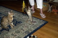 Lance is going to get that toy!