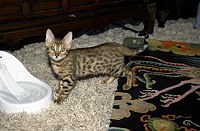 Lancelot's first foray into the master bedroom.  