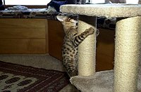 Lancelot's first days home.  