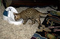 Lancelot's first foray into the master bedroom.  