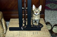 Lancelot's first foray into the master bedroom.  