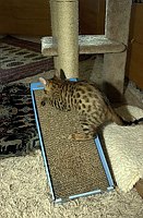 Lancelot's first foray into the master bedroom.  