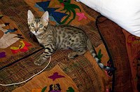 Lancelot's first days home.  