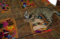 Lancelot's first days home.  In his &quotsafe room,&quot Lance plays with his favorite toy (so far!).  