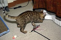 Lancelot's first days home, playing in his &quotsafe room&quot.  