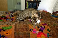 Lancelot's first days home.  Get that mouse!