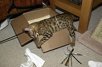 Lancelot's first days home, playing in his &quotsafe room&quot.  