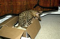 Lancelot's first days home, playing in his &quotsafe room&quot.  