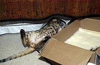 Lancelot's first days home, playing in his &quotsafe room&quot.  