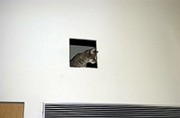 Lancelot's first days home.  Mama Tilly peers out from the hole where the next leg of the catwalks will be installed, spying on Lance's first venture into the kitchen and great room.  