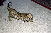 Lancelot's first days home.  