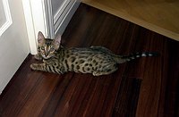 Lancelot's first venture into the great room and kitchen areas.  Here Lance discovered the door shutting off the other cats, and plays under the door with Kate and Maggie.  Tilly continues to look down from above.  