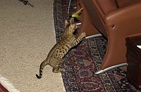 Lancelot's first week.  