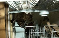 Lancelot has to investigate the dishwasher thoroughly.  