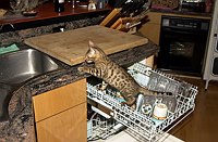 Well, the dishwasher was fun.  But how about some of that cat food?  