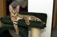 Lance immediately claimed the top spot in the atrium cat gym.  