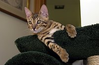 Lance in the atrium cat gym.  