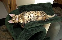 Lancelot's first week.  