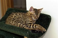 Lancelot's first week.  