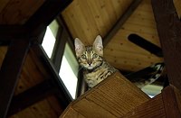 Lancelot's first exploration of the catwalks.  