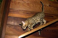 Lancelot descends one of the upper cat ramps.  