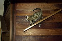 Lance coming down one of the upper ramps.  