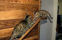 Lance wants to get by Kate on his way down.  