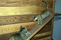 Oh, so you want to play, do you?