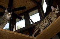 Tilly and Lance check out the entrance to the new cat den.  