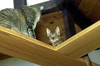 Lancelot meets mama Tilly on the new catwalks.  