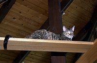 Kate likes to look down on people from the catwalks.  