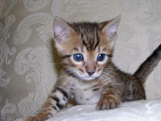 Gwens_Lancelot_Head_2