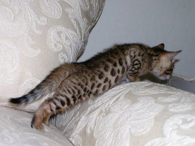 Gwens_Lancelot_Rt_Stretch