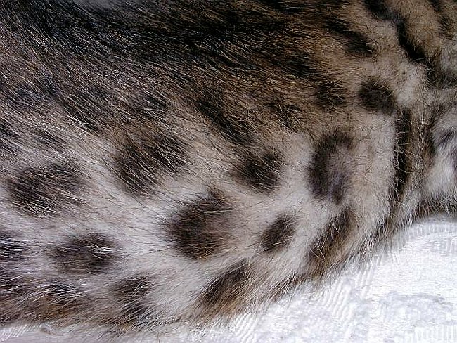 Gwens_Lancelot_rosettes