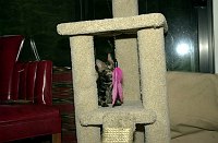 Leslie's new Bengal, Mowgli, on his first day coming home.  