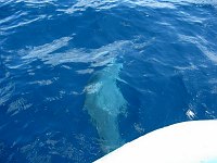 The dolphins swam with the boat a little ways, before breaking off and heading away.  